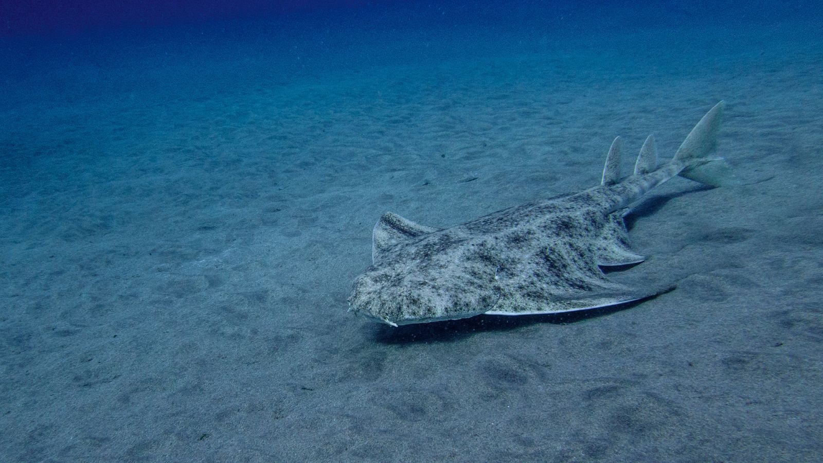 <p><span>The angel shark can be identified by its original flat body and sandy color, which help it blend into the ocean floor. Despite this disguise, this marine shark is critically endangered due to targeted fishing and habitat disturbance. Restrictions on bottom trawling have been implemented to conserve the remains of essential habitats and save this species.</span></p>