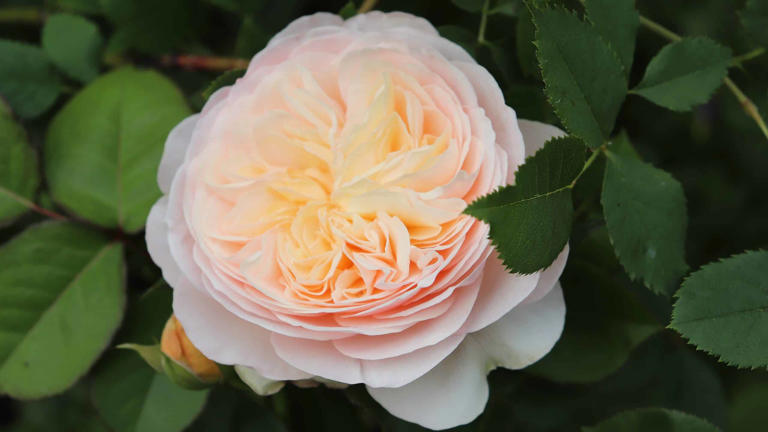A closeup of the rare Juliet rose with soft pink-grey petals
