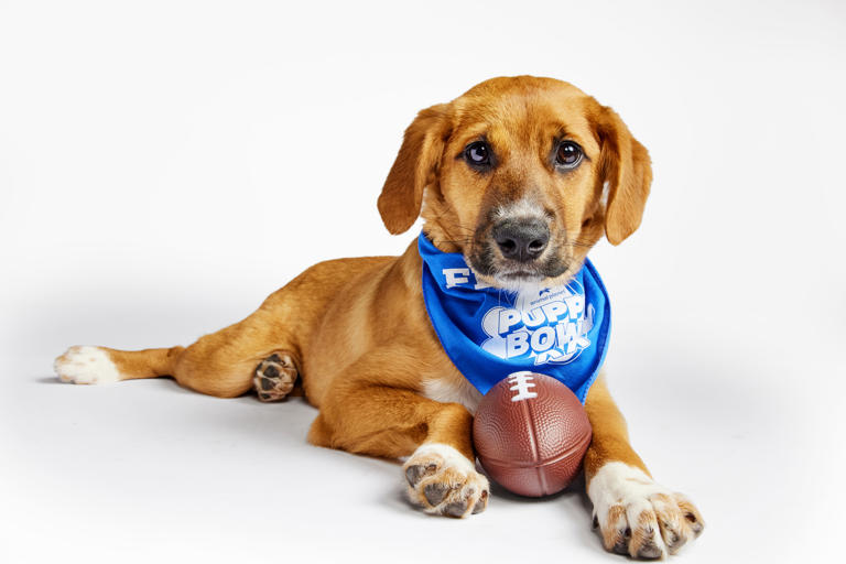 Puppy Bowl 2024 winner recap Team Ruff adorably upsets Team Fluff