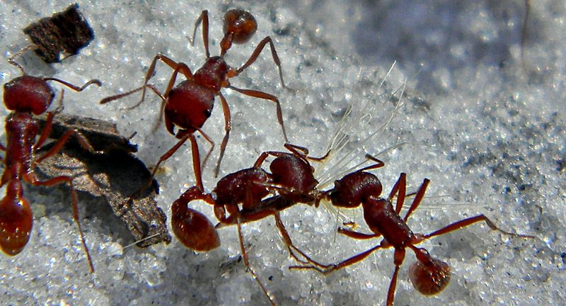 <p>Harvester Ants are recognized for their painful sting, which is significantly more toxic than that of bees or wasps. Found in the United States, these ants inject a venom that can cause allergic reactions and, in rare cases, death in sensitive individuals. The venom is packed with toxins that can attack the nervous system and cell membranes. Despite their small size, the intensity of the pain from their sting is such that it can deter much larger predators.</p>