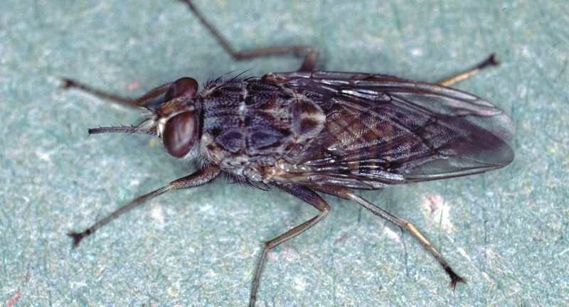 <p>The Tsetse Fly is infamous for transmitting trypanosomiasis, or sleeping sickness, a disease that can be fatal if not treated. Found across sub-Saharan Africa, these flies inject a parasite that affects the human central nervous system, leading to severe neurological disorders and, if untreated, death. Their ability to transmit disease makes them a significant health threat in affected regions. Efforts to control their population and prevent disease transmission are ongoing, highlighting the challenge they pose to public health.</p>