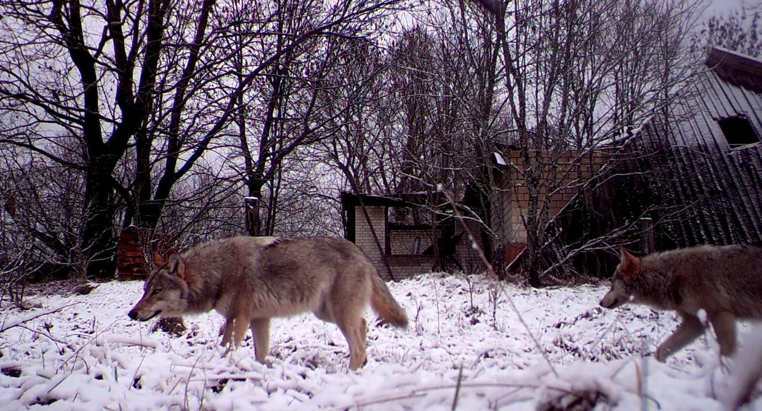lobos mutantes de chernobyl han desarrollado resistencia al cáncer: estudio