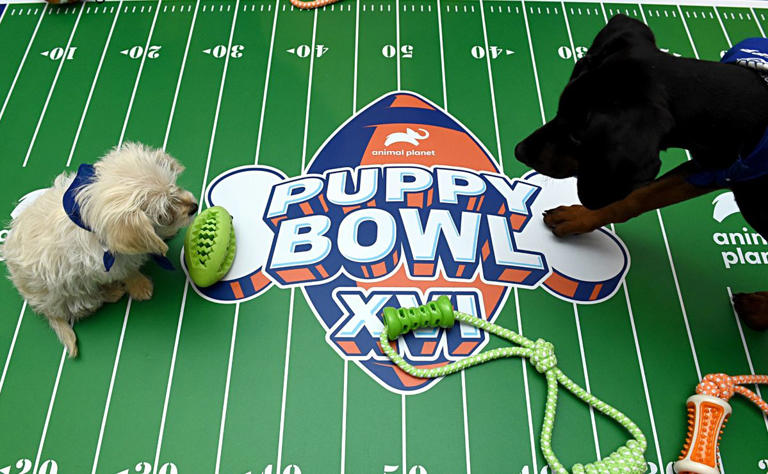 Puppy Bowl 2024 How to watch the 20th annual game on streaming