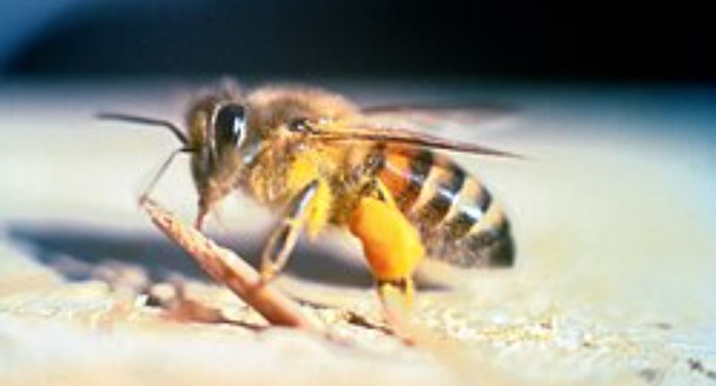 <p>Africanized Honey Bees, also known as “killer bees,” are more aggressive than other honey bee species and are known to chase people for over a quarter of a mile once they get agitated. They were created by cross-breeding African and European honey bees. Although their venom is not more potent than that of regular honey bees, the danger comes from their tendency to attack in large numbers, which can result in hundreds of stings. This aggressive behavior has led to fatalities, especially in individuals with allergies to bee stings.</p>