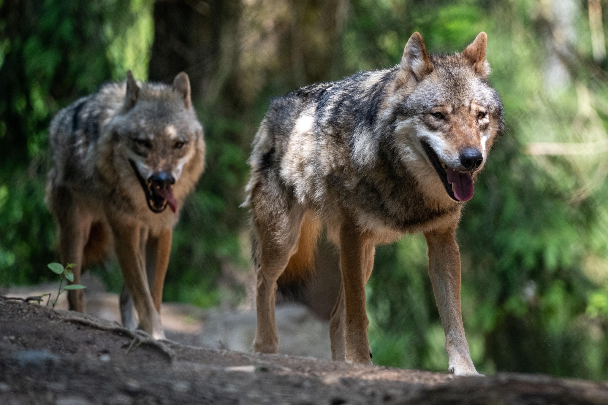 radioaktivität: mutierte wölfe bei tschernobyl überraschen krebsforscher