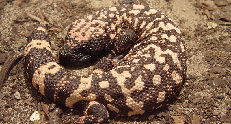<p>The Gila Monster is one of the few venomous lizards in the world, found primarily in the southwestern United States and northern Mexico. Its bite delivers venom through grooves in the teeth rather than injection, requiring the lizard to chew to introduce the toxin. The venom causes pain, swelling, and can lead to hypotension and respiratory distress. While not typically fatal to humans, the effects of a Gila Monster bite can be seriously debilitating without proper treatment.</p>
