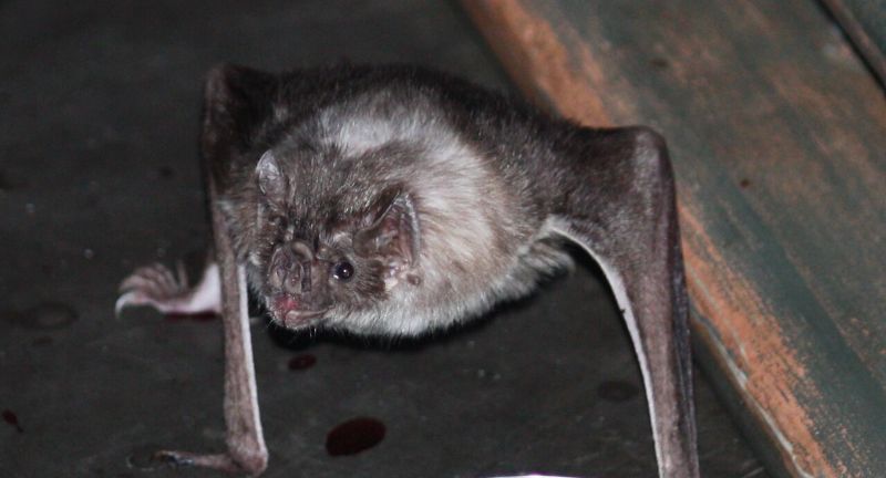 <p>Vampire Bats are unique among mammals for their diet consisting entirely of blood, a trait known as hematophagy. Found in Mexico, Central America, and South America, these bats have evolved anticoagulant saliva that prevents their prey’s blood from clotting while they feed. While the bite of a vampire bat is rarely harmful to healthy animals, they can spread diseases, such as rabies, to livestock and humans. Their nocturnal habits and eerie feeding method have made them a subject of myths and misconceptions, overshadowing their fascinating adaptations and role in their ecosystems.</p>