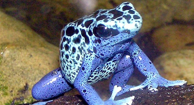 <p>Dart Frogs, belonging to the family Dendrobatidae, are known for their vivid colors and potent toxins. Native to Central and South America, these small amphibians produce skin toxins that are among the most powerful natural poisons known. The indigenous people have historically used their poison for hunting by applying it to blow darts, hence the name. While beautiful, these frogs are a stark reminder of nature’s rule that sometimes the most dangerous creatures come in the smallest, most vibrant packages.</p>