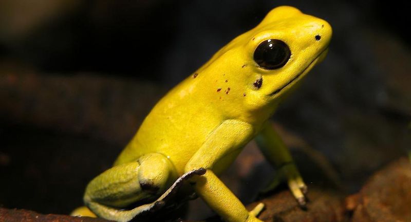 <p>The Golden Poison Frog is one of the most toxic animals on earth, with skin that secretes a poison capable of killing many humans. This small amphibian, native to the rainforests of Colombia, uses its brightly colored skin as a warning to potential predators. The poison, called batrachotoxin, blocks nerve signals to muscles, causing paralysis and death. Interestingly, the frog’s toxicity is believed to be derived from its diet of certain insects.</p>