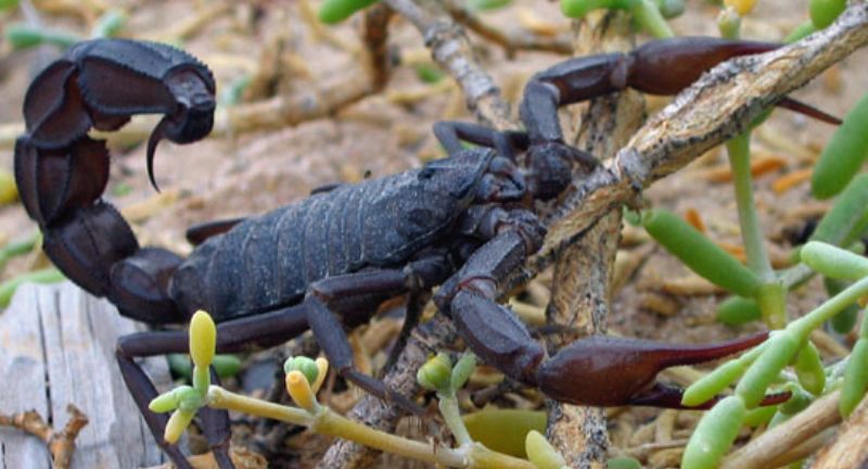 <p>Androctonus Scorpions, also known as Fat-tailed Scorpions, are among the most dangerous scorpions in the world. Their venom is highly toxic and can cause severe pain, fever, convulsions, and even death in humans. Found in North Africa and the Middle East, these scorpions are well-adapted to desert environments. Despite their deadly potential, fatalities are rare with access to medical treatment and antivenom.</p>