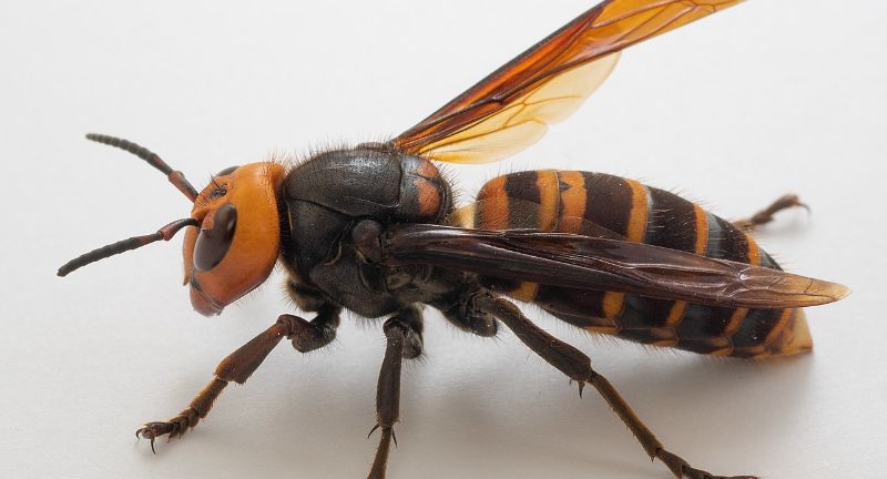 <p>The Asian Giant Hornet, also known as the “murder hornet,” has garnered attention for its size, aggressive nature, and potent venom. A single sting from this hornet can cause severe pain and, in some cases, death, particularly in individuals allergic to its venom. They are capable of decimating bee populations, posing a significant threat to biodiversity and agriculture. The venom contains a neurotoxin that can cause organ failure and death in severe cases, underscoring the danger these insects pose.</p>