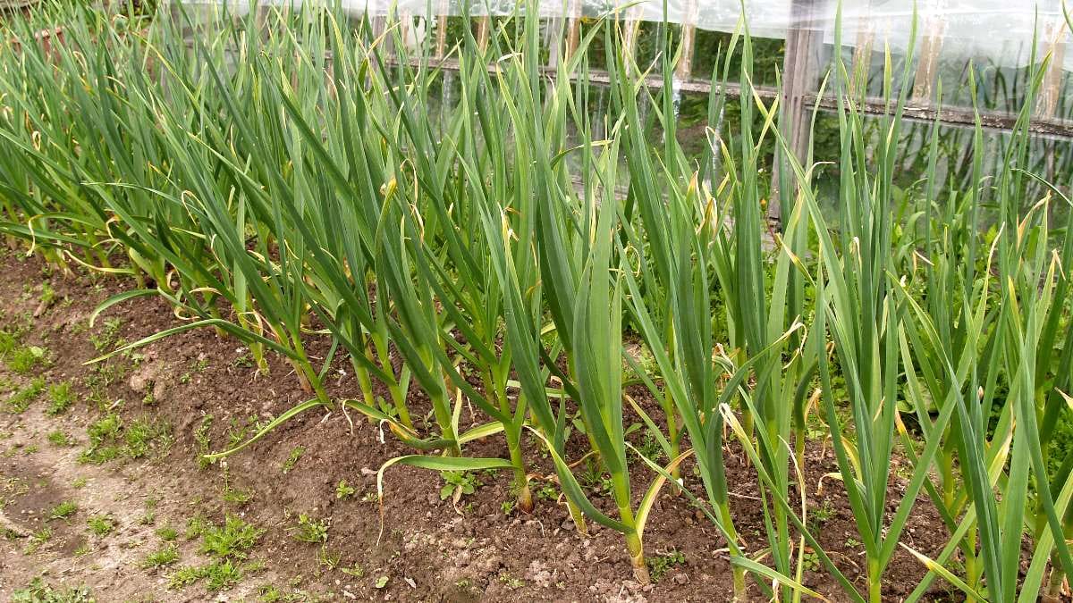 Ist Knoblauch gut oder schlecht für Hunde?