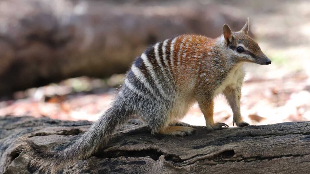 <p><span>The Discovery of Numbats holding heat is surprising for both scientific and biological studies. In January 2024, Dr Cooper stated that Numbats gain heat from different resources like radiation, rocks, and trees and store it. They raise their hair to absorb more heat, which helps protect them from cold weather.</span></p>