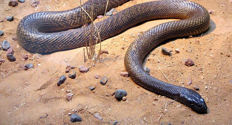 <p>The Inland Taipan is often cited as the world’s most venomous snake, possessing venom that is highly toxic and capable of killing a human in less than an hour after a bite. Native to the arid regions of central Australia, its venom contains a complex mix of neurotoxins, myotoxins, and coagulants that can cause hemorrhaging and muscular paralysis. Despite its deadly potential, the Inland Taipan is shy and reclusive, preferring to avoid human contact. Bites are extremely rare, and antivenom is available and effective in treating its venomous bite.</p>