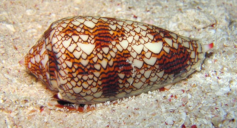 <p>Cone Snails are marine creatures with a venomous harpoon that can deliver a potent toxin, capable of killing twenty humans with just one drop of its venom. They are found in warm and tropical seas and are known for their beautiful, ornate shells. The venom of the Cone Snail is a complex mixture of hundreds of different toxins, affecting the nervous system, muscle function, and heart rate. There is no antivenom available, making prompt medical attention crucial for survival.</p>