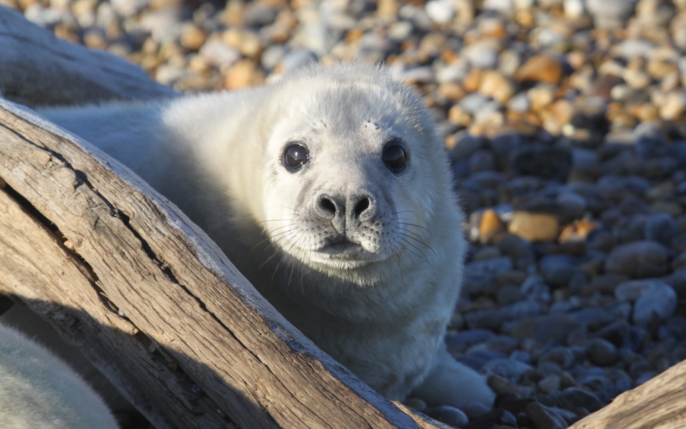 grey seals set up breeding ground at cold war weapons test site