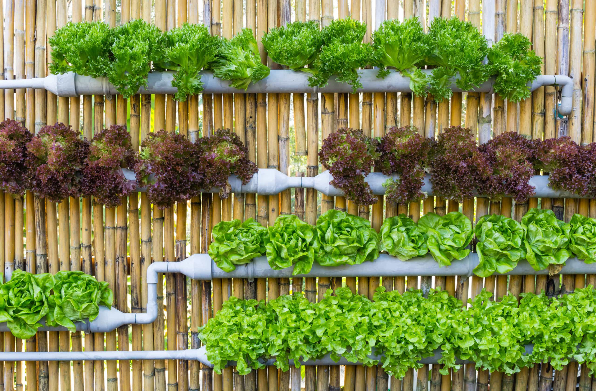 <p>Many people who start vegetable gardens don’t make the most of their available space. To do so, consider vertical gardening techniques. This can dramatically increase the number of crops that you'll be able to grow in the space available to you.</p><p><a href="https://www.msn.com/en-us/community/channel/vid-7xx8mnucu55yw63we9va2gwr7uihbxwc68fxqp25x6tg4ftibpra?cvid=94631541bc0f4f89bfd59158d696ad7e">Follow us and access great exclusive content every day</a></p>