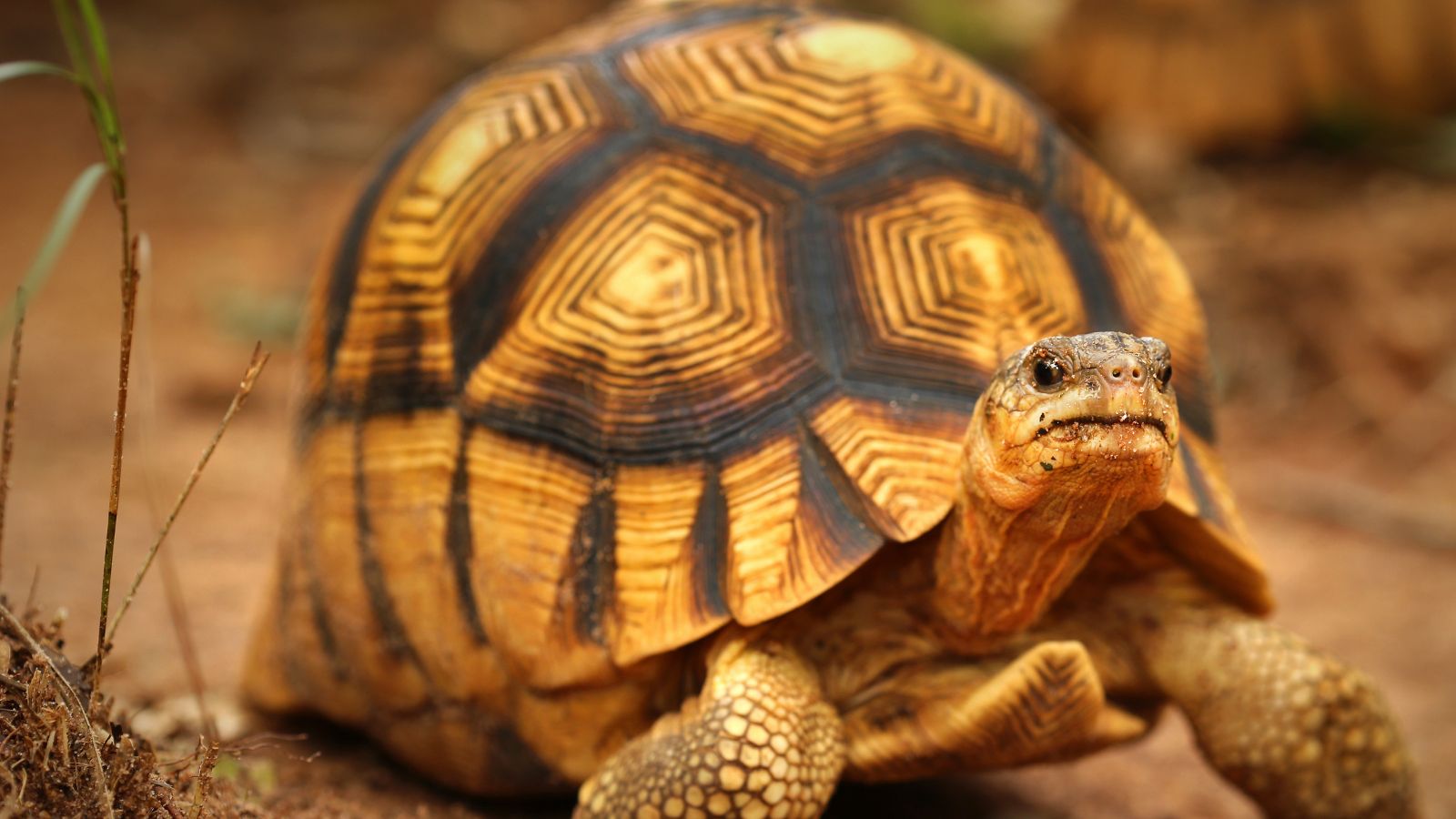 <p><span>Labeled as one of the most critically endangered tortoises globally, the ploughshare tortoise is threatened by habitat destruction and poaching practices. It is highly desired in the illegal pet trade because of its unique domed shell. Legal protections may be the only way to keep this species from extinction.</span></p>