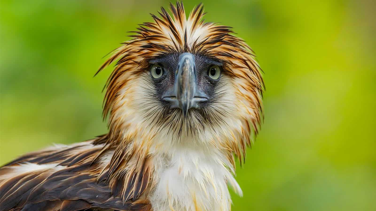 <p><span>The Philippine eagle, the national symbol of the Philippines, is critically endangered, with only 400 breeding pairs remaining across four islands. Hunting, shooting, and deforestation continue to hang over this species, calling for the critical need for the conservation of tropical rainforests in the Philippines. </span></p>