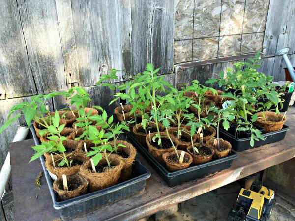 19 Tomato Growing Tips for Your Best Harvest This Year