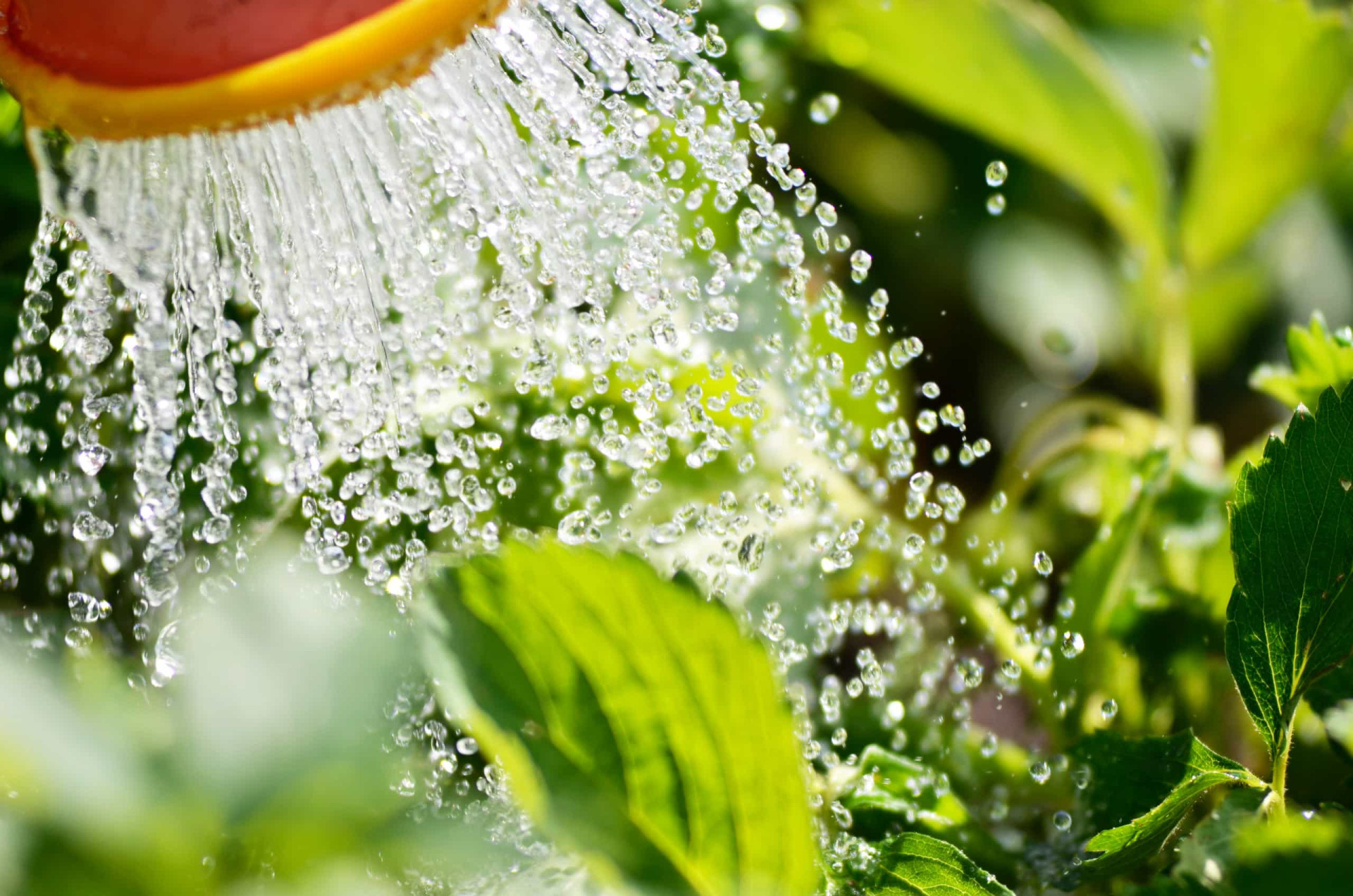 <p>Many garden mistakes revolve around watering. It's important to know that different seedlings and plants will require different amounts. If you water too much, plants can become waterlogged and roots can rot.</p><p>You may also like:<a href="https://www.starsinsider.com/n/191528?utm_source=msn.com&utm_medium=display&utm_campaign=referral_description&utm_content=491515en-us"> Australia's most notorious serial killers</a></p>
