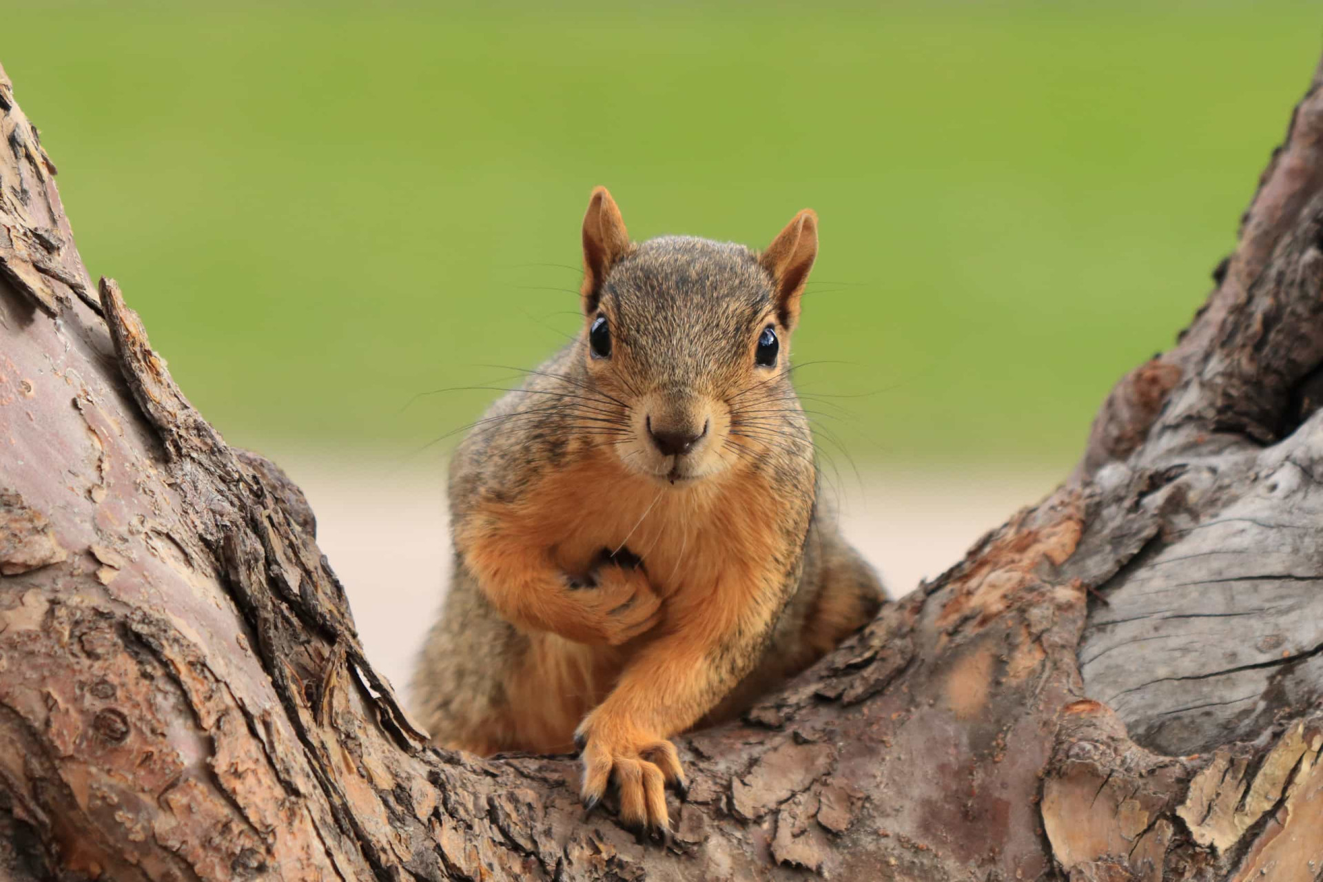 <p>Squirrels, rabbits, or deer can wreak havoc on your garden. To protect your precious plants, observe during dawn and dusk to see who and what is coming and going through your garden, then determine what type of barrier to install.</p><p><a href="https://www.msn.com/en-us/community/channel/vid-7xx8mnucu55yw63we9va2gwr7uihbxwc68fxqp25x6tg4ftibpra?cvid=94631541bc0f4f89bfd59158d696ad7e">Follow us and access great exclusive content every day</a></p>