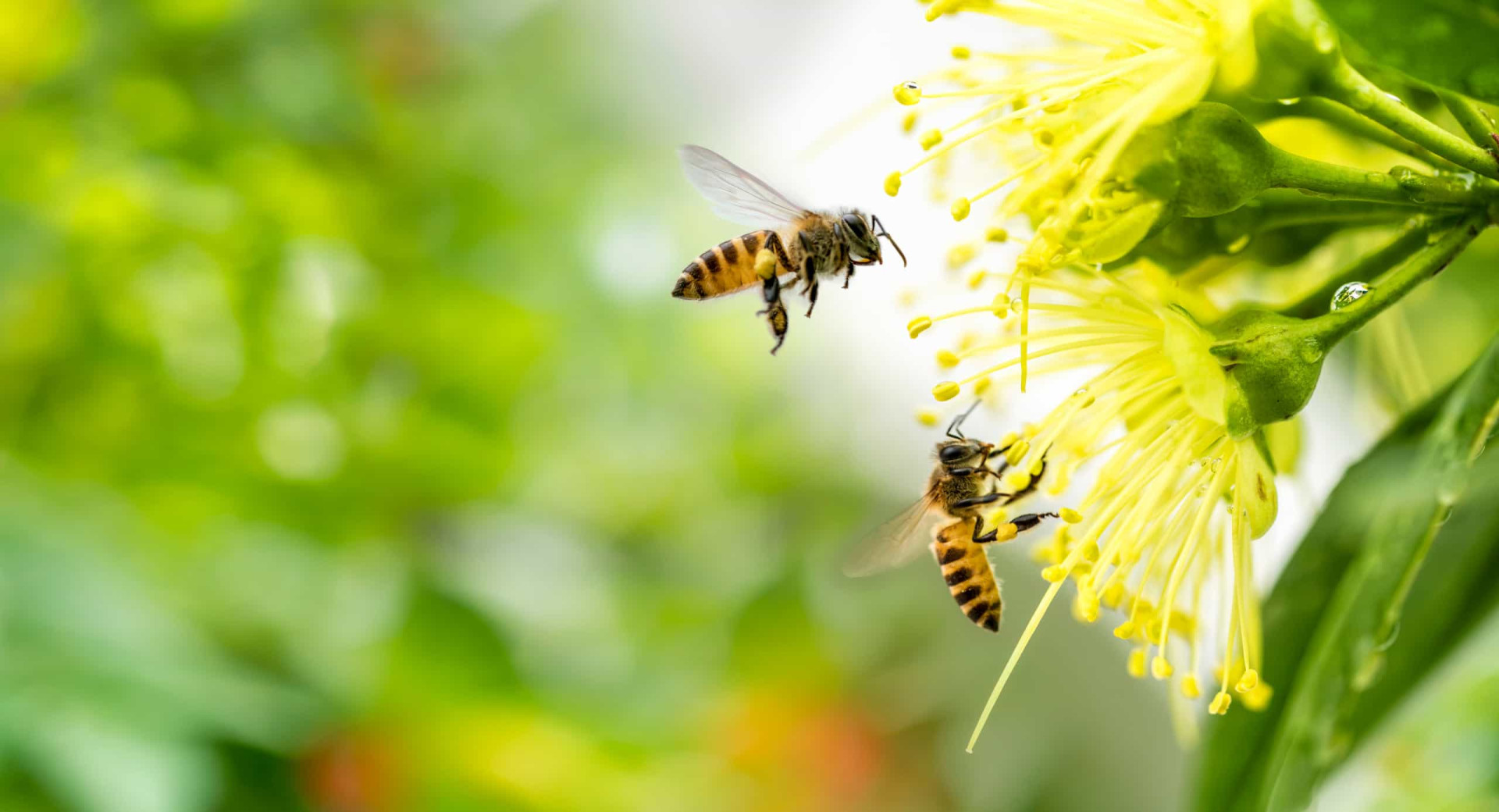<p>Wild pollinators (native bees, leaf cutter bees, or mason bees) are important because many vegetables, including squash, cucumbers, and pumpkins, require pollinators to produce fruit. Make sure you have flowers in your garden in all seasons to attract them.</p><p>You may also like:<a href="https://www.starsinsider.com/n/380446?utm_source=msn.com&utm_medium=display&utm_campaign=referral_description&utm_content=491515en-us"> Zendaya: Meet the girl taking over the world</a></p>