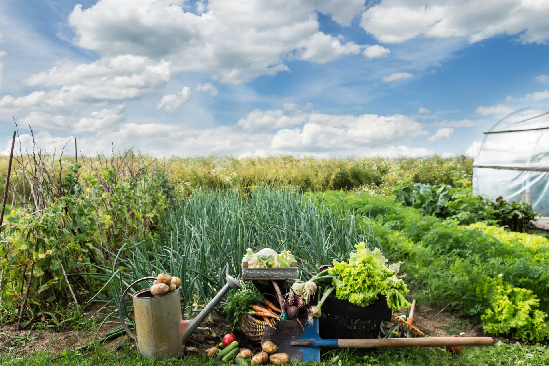 <p>One common mistake is putting a new vegetable garden in the wrong spot on your property. Keep in mind how far your vegetable plot is from your home and how close it is to other garden elements such as a rainwater harvesting system and your composting system.</p><p>You may also like:<a href="https://www.starsinsider.com/n/444762?utm_source=msn.com&utm_medium=display&utm_campaign=referral_description&utm_content=491515en-us"> Multiracial bands that made history</a></p>