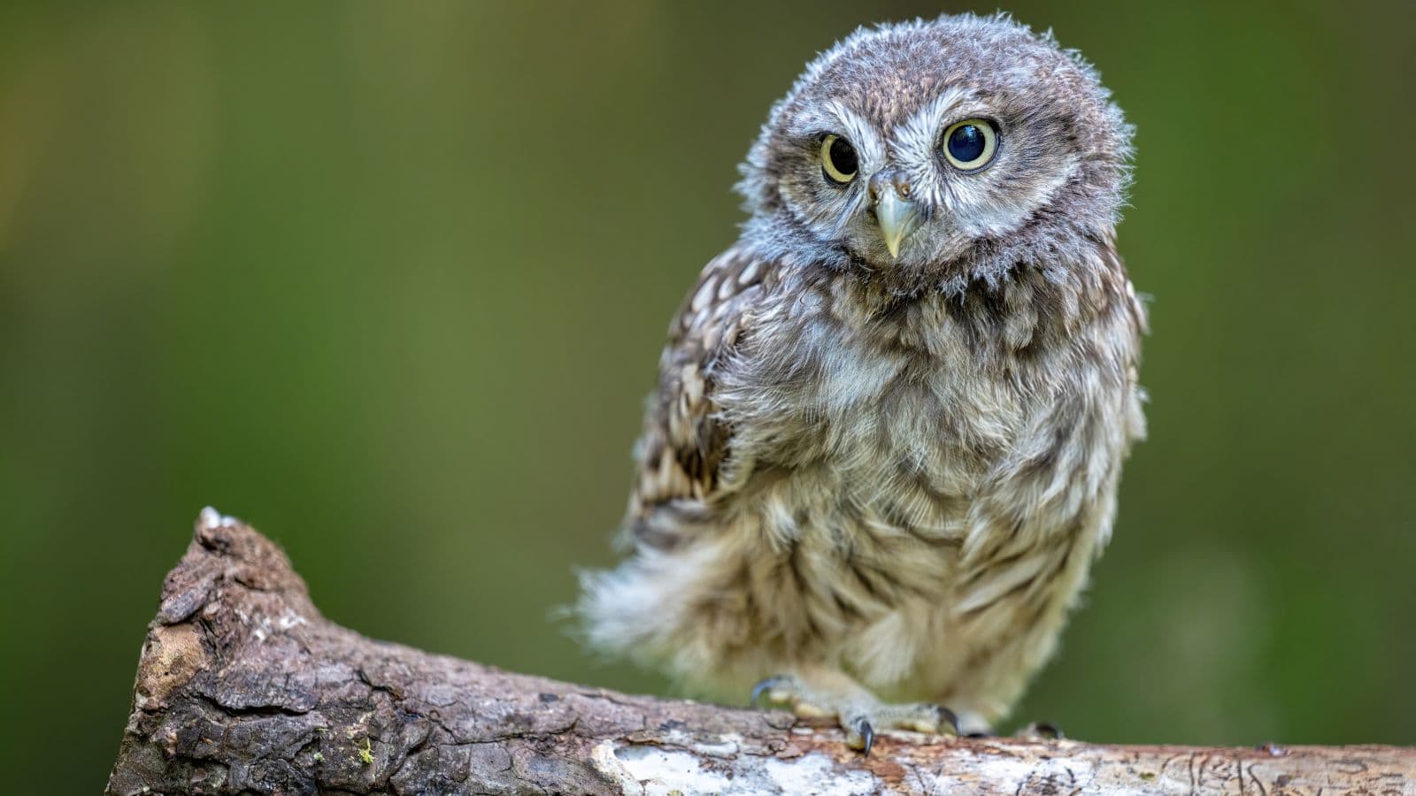 <p><a href="https://www.teriin.org/article/critically-endangered-forest-owlet-under-threat-habitat-loss"><span>The Energy and Resources Institute</span></a><span> reports that the forest owlet is only found in small areas of forest in India and was once believed to be extinct until its rediscovery in the late 1990s. This animal intensely relies on the Indian forests for its survival, meaning that any modifications to the habitat, including those due to climate change, could have severe biodiversity effects. </span></p>