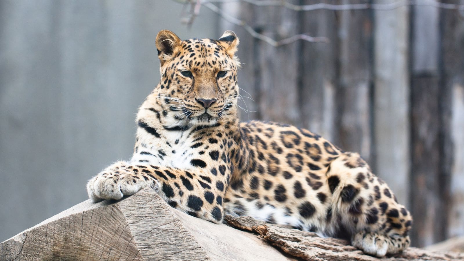 <p><span>According to the </span><a href="https://www.wwf.org.uk/learn/fascinating-facts/amur-leopards"><span>WWF</span></a><span>, the amur leopard has been critically endangered since the 1990s and is one of the rarest big cats across the globe. It is believed that fewer than 100 of these leopards exist in the wild, identified by their lengthy legs, iconic spotted fur, and adaptability to both hot and cold climates. There have been some efforts to preserve amur leopards’ habitats and increase the population via breeding programs.</span></p>