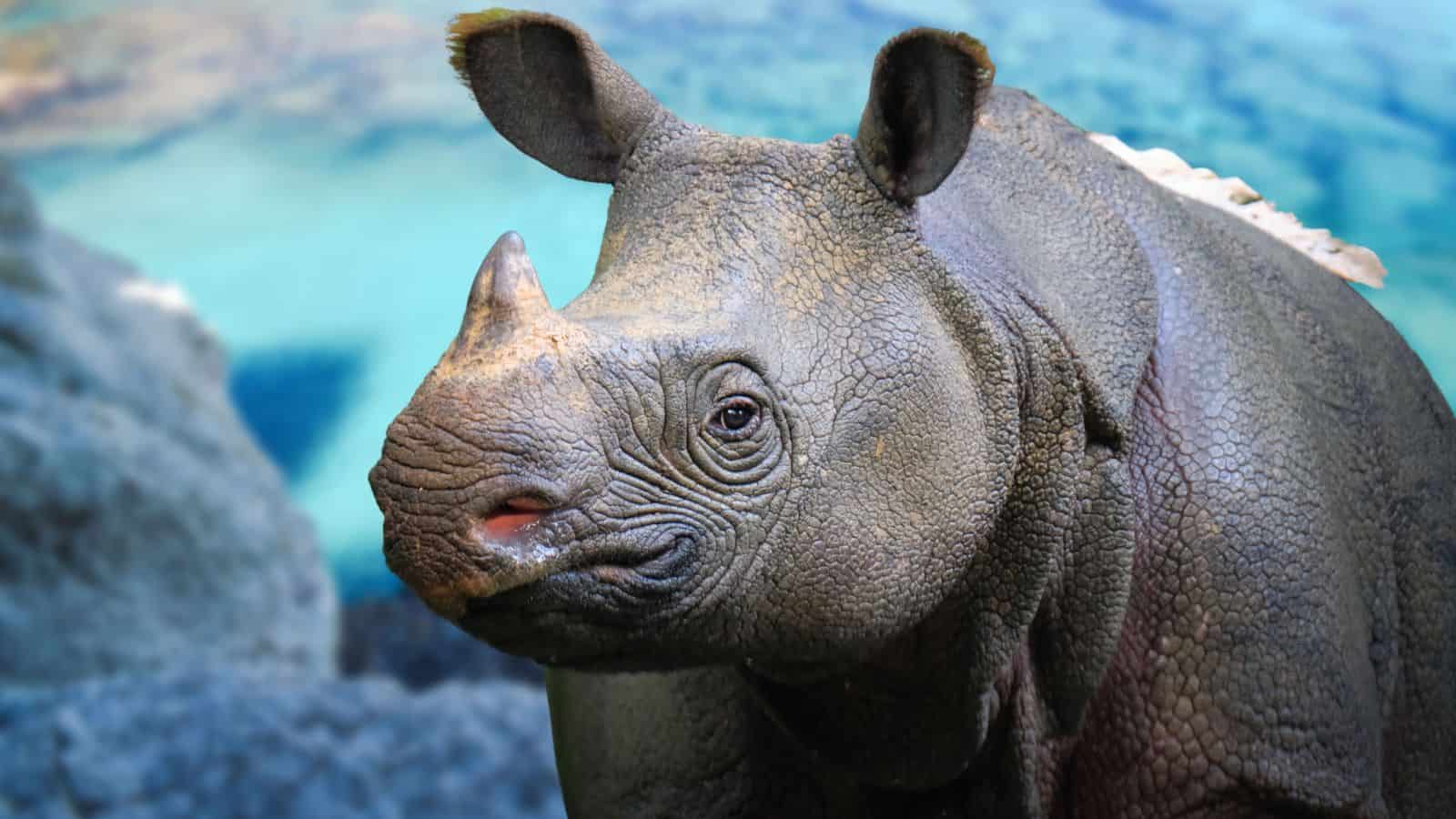 <p><span>The Javan rhino can only be found in Indonesia’s Ujung Kulon National Park, highlighting the severity of its population crisis. Only around 60 members of the species remain due to challenges like poaching, habitat loss, and the animal’s low genetic diversity.</span></p>