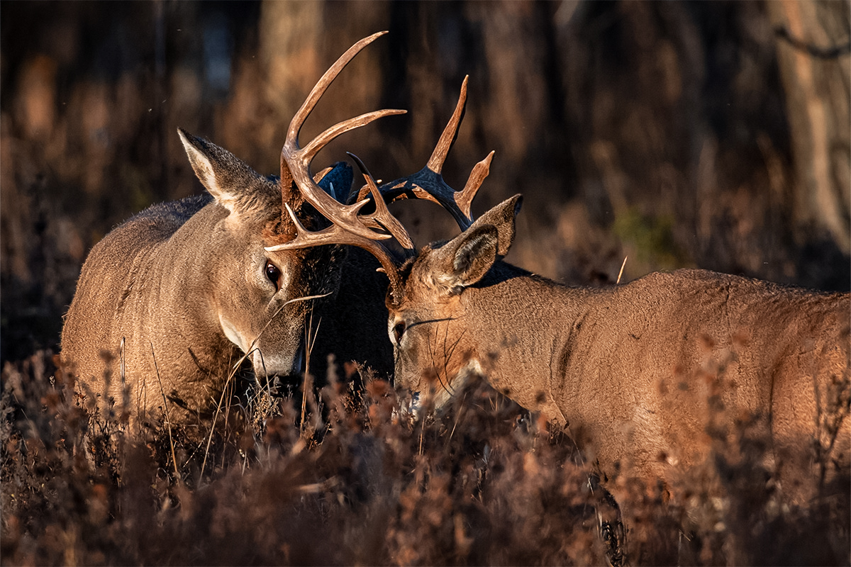 20 Facts About White Tailed Deer