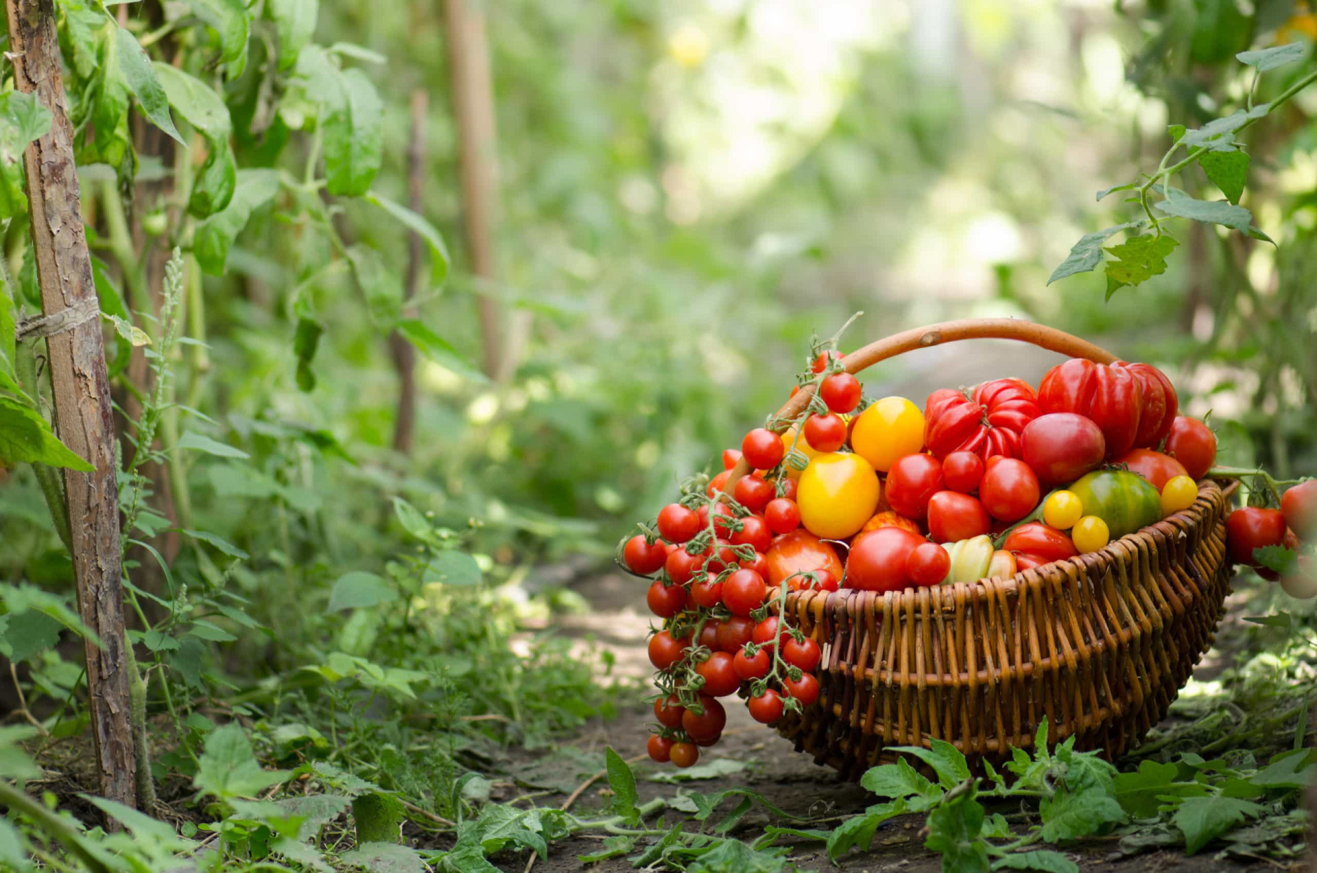 <p>New gardeners often forget that each plant type has a huge number of different varieties to choose from. Watery tomatoes or bland carrots can be a real disappointment, so it's important to do your research and choose seeds that come recommended by experienced gardeners.</p><p><a href="https://www.msn.com/en-us/community/channel/vid-7xx8mnucu55yw63we9va2gwr7uihbxwc68fxqp25x6tg4ftibpra?cvid=94631541bc0f4f89bfd59158d696ad7e">Follow us and access great exclusive content every day</a></p>