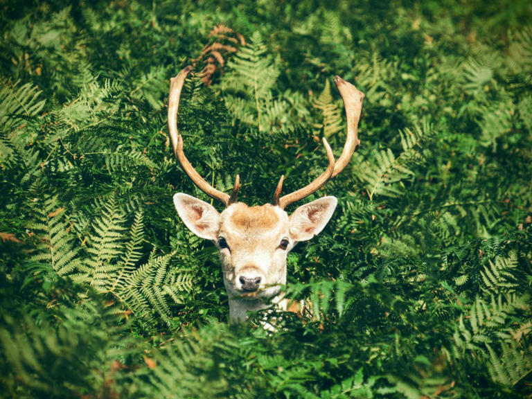A deer with antlers peers through a bush