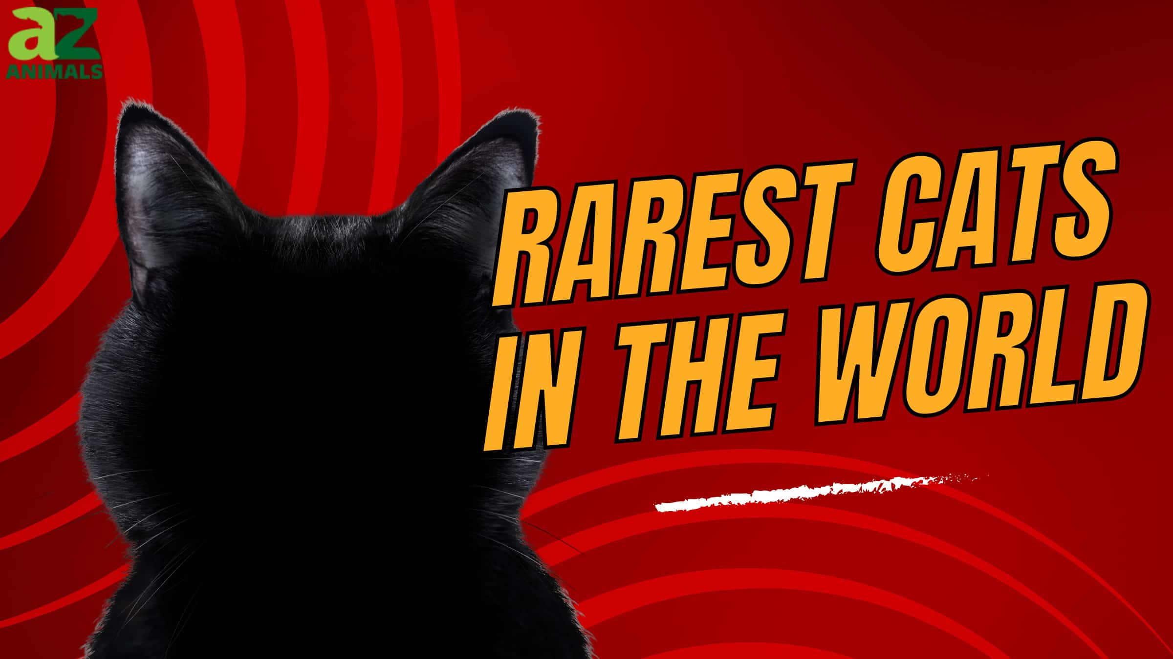 The Rarest Cats in the World