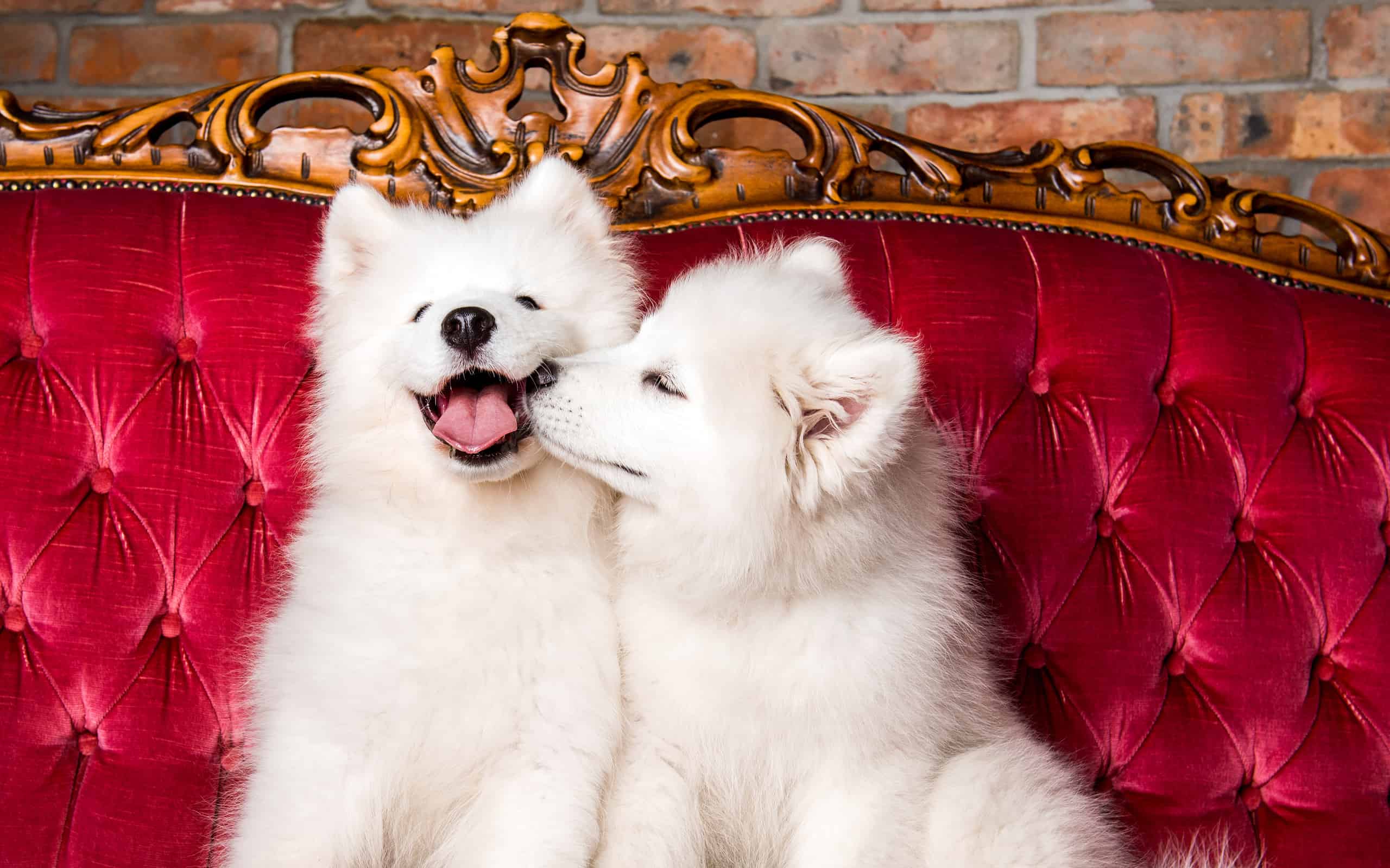100 Amazing Dog Names That Start With R