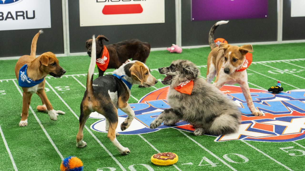 Team Ruff fetches win, upsetting Team Fluff in Puppy Bowl 2024
