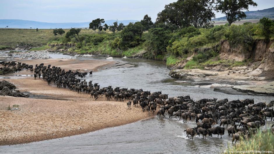why are great animal migrations collapsing?