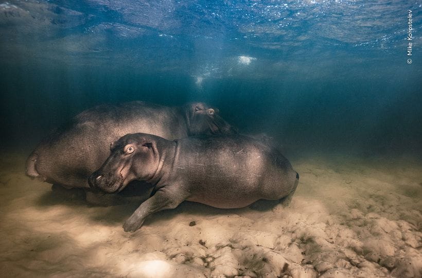 Indian Photographers Win Awards At Prestigious Wildlife Photographer Of   BB1i8Q4y.img