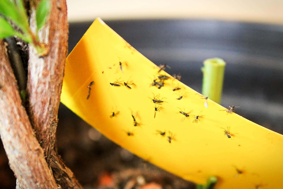 5 common houseplant pests – and how you can tackle them