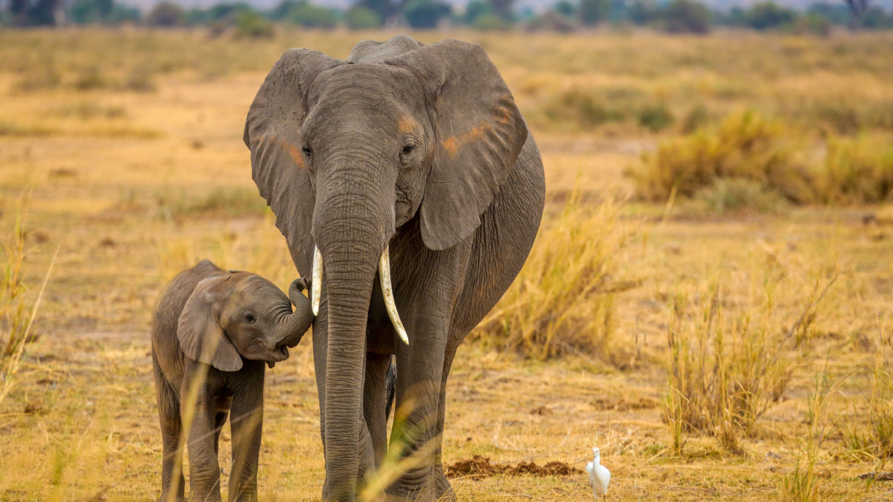 <p>African elephants experience the longest gestation period of any mammal, with pregnancies lasting up to two years. This extended development is thought to contribute to their complex social structures and cognitive abilities.</p>