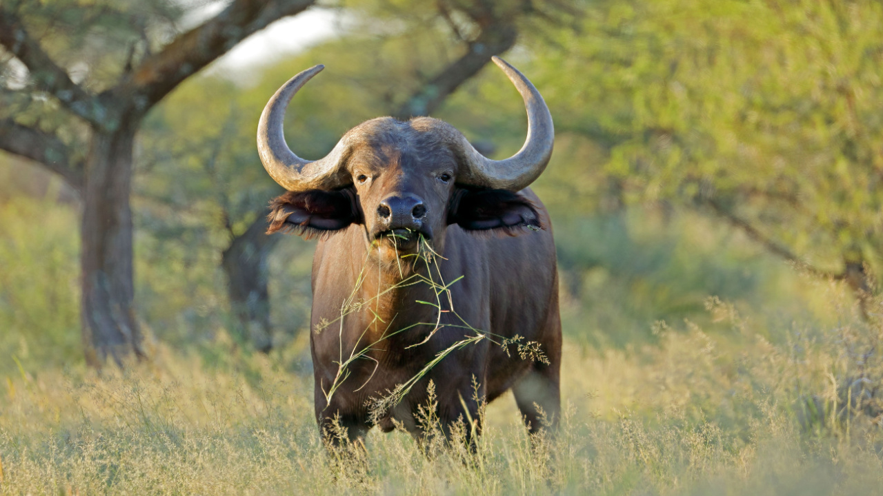 <p>African buffaloes exhibit a form of democracy, with adult females participating in group decision-making through physical cues. This collective process determines the herd’s direction. The sophisticated social structures within animal communities are really fascinating.</p>