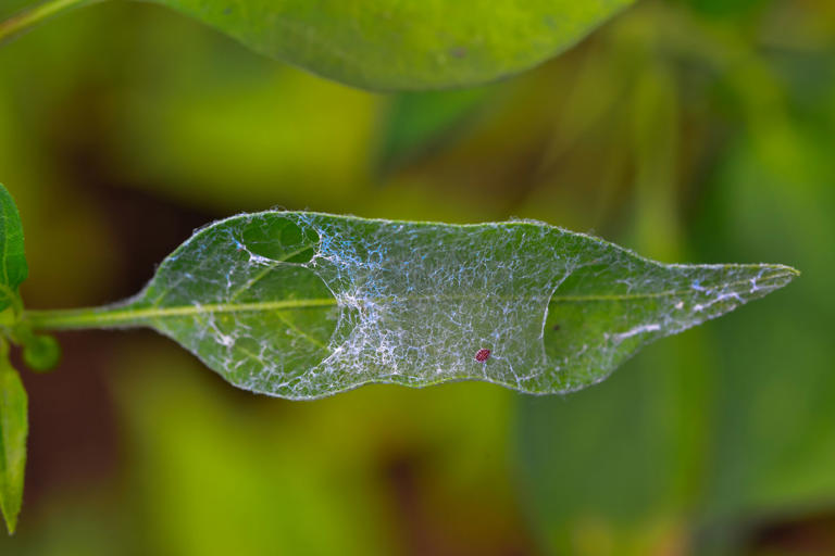 are-spider-mites-invading-your-garden-here-s-your-solution