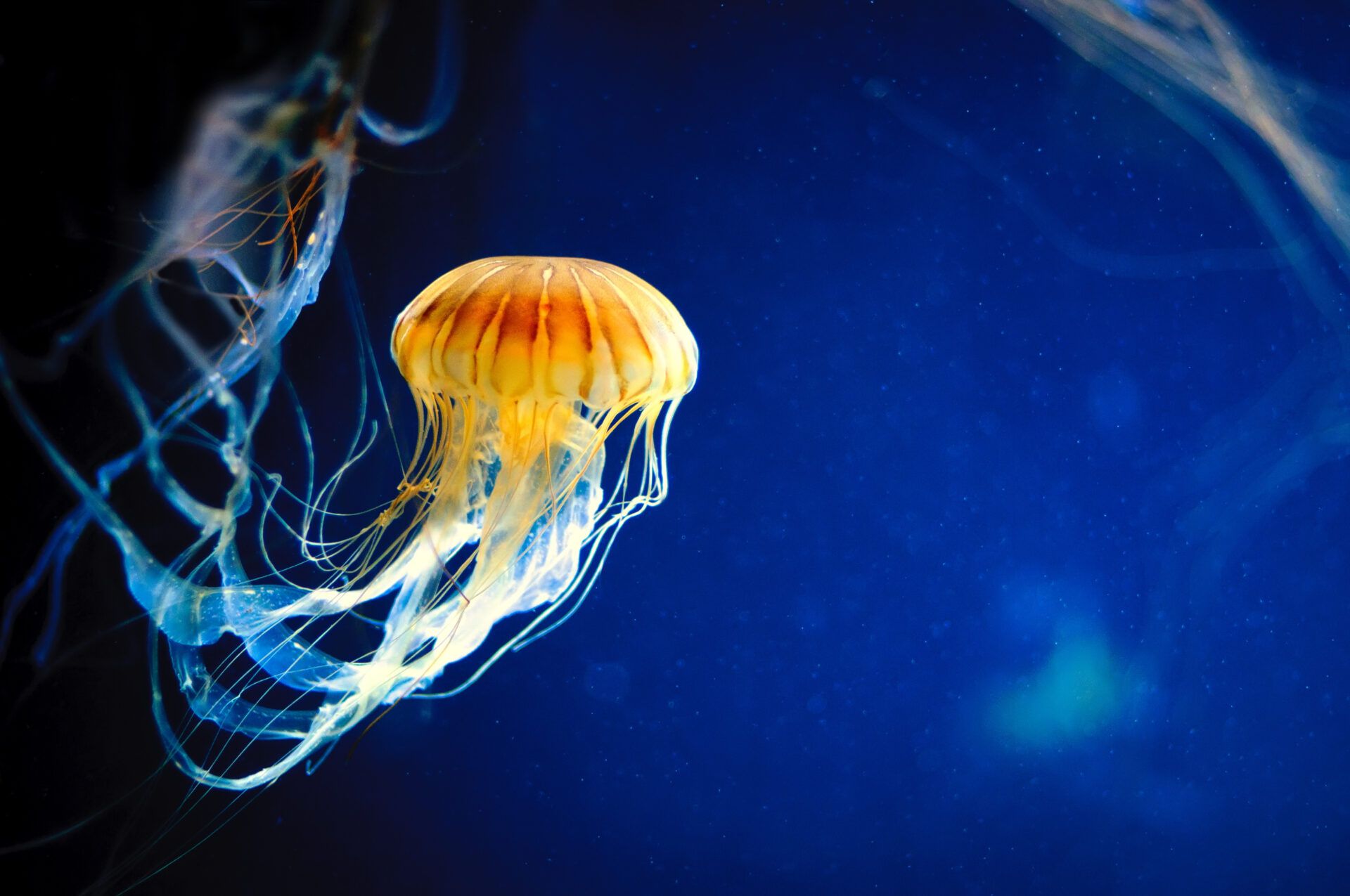 ¿qué efectos tiene una picadura de medusa?