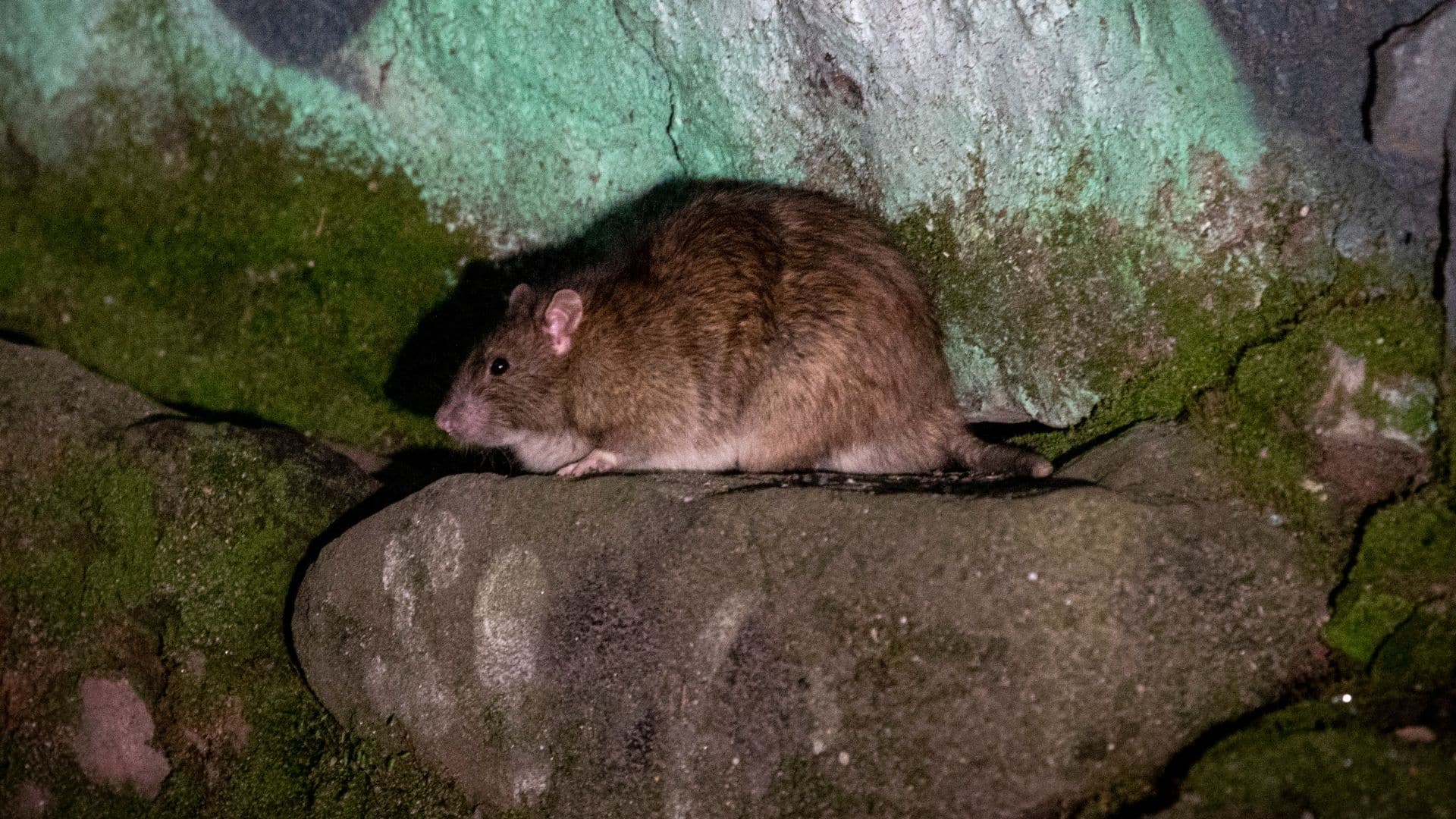 Why Vancouver’s Rat Population Is Booming