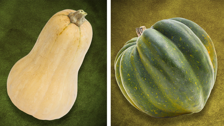 Butternut Squash Vs Acorn What S The Difference   BB1i8iJV.img