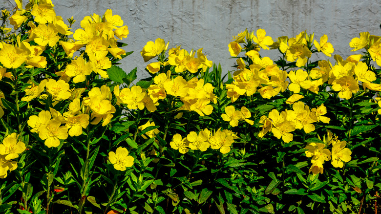 the flowering shrub that adds a pop of color to your garden in the dead of winter