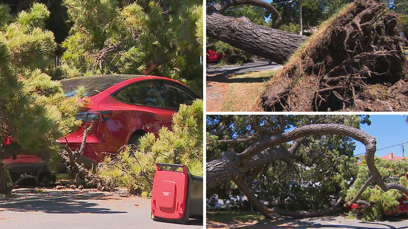 Driver Escapes Serious Injury After Huge Tree Falls On His Car