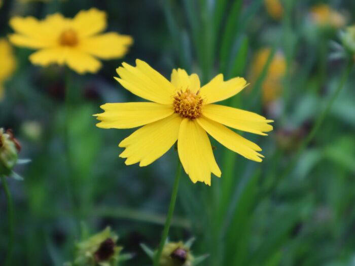 Coreopsis is Your Go-to Flower for Vibrant Outdoor Spaces (Here’s Why)