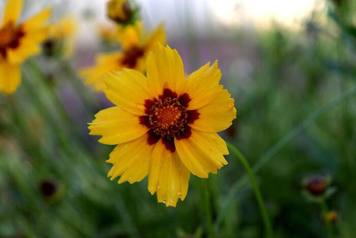 Coreopsis is Your Go-to Flower for Vibrant Outdoor Spaces (Here’s Why)